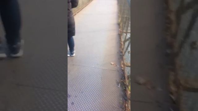 Утки в городе смотреть онлайн
