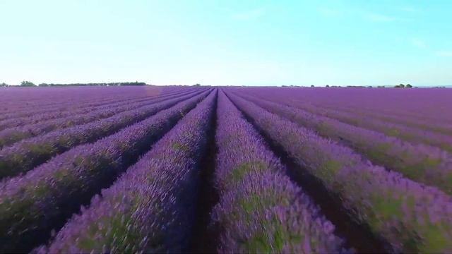 МАГИЧЕСКИЕ СВОЙСТВА ЛАВАНДЫ смотреть онлайн