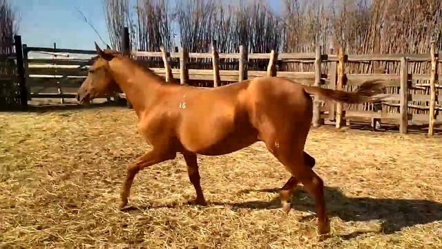 Донской жеребец Тюльпан смотреть онлайн