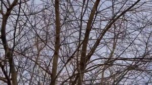 Простой скворечник своими руками. Нужна ли жердочка и другие секреты идеального скворечника.