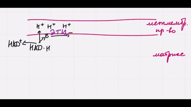 Клеточное дыхание. Синтез АТФ в митохондриях. смотреть онлайн