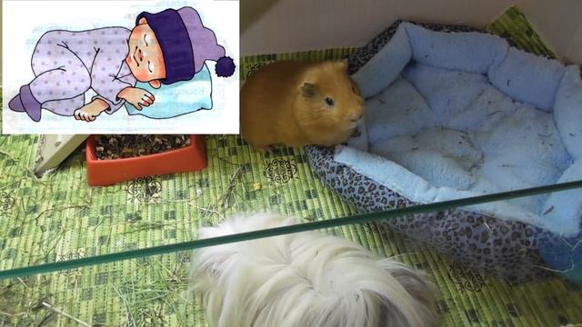 Вредные советы № 5/Смешные морские свинки/вредные советы/вредные советы слушать смотреть онлайн
