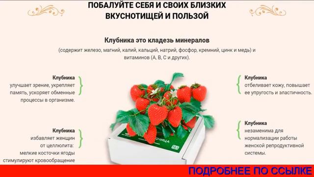 Чудо Ягодница Отзывы. Ягодница Сказочный, Чудо Ягодница, Клубника Выращивать смотреть онлайн