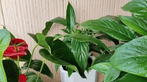 Женское счастье ( спатифиллум), лучшее место для цветения?