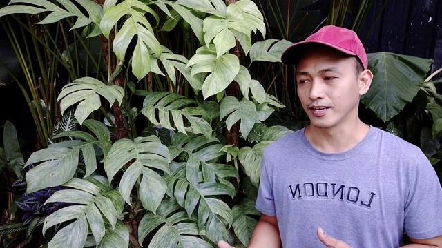 THERE IS NO SUCH THING AS EPIPREMNUM PINNATUM MINT!!! смотреть онлайн