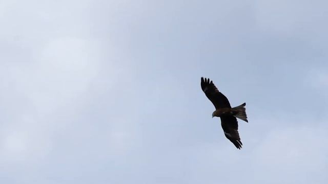 Полет коршуна смотреть онлайн