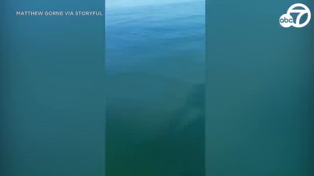 Great white shark lunges at kayaker in South Australia смотреть онлайн