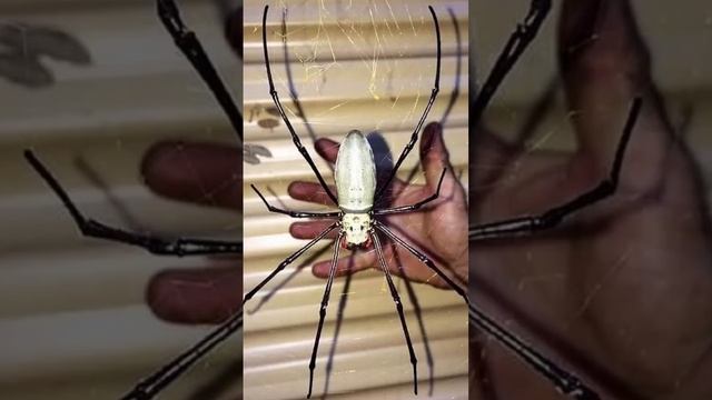 БОЯЗНЬ ПАУКОВ ?❌ смотреть онлайн