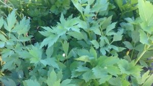 Любисток.  Пряное растение