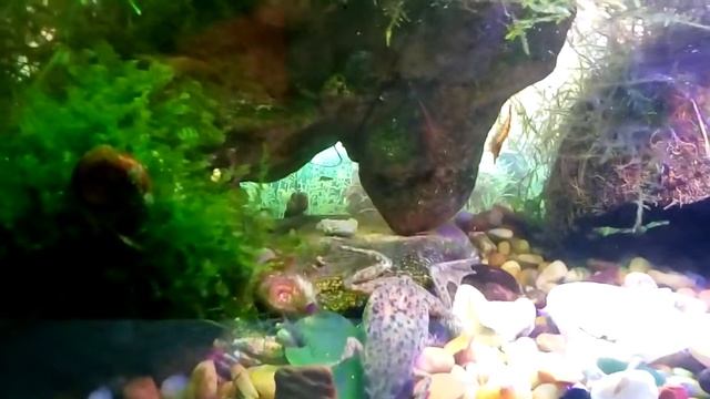 Карликовая лягушка. Побег из аквариума смотреть онлайн