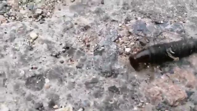 Личинка жука плавунца смотреть онлайн