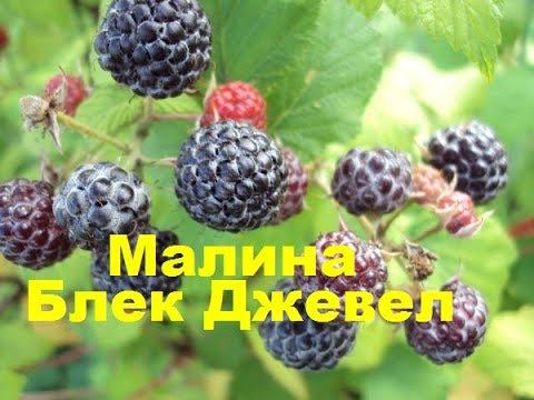 Малина Блэк Джевел смотреть онлайн