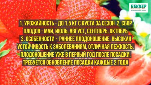 Сорта клубники для выращивания на подоконнике и балконе смотреть онлайн