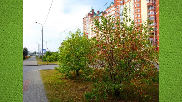 Два последних жарких дня лета 2020 в Сургуте смотреть онлайн