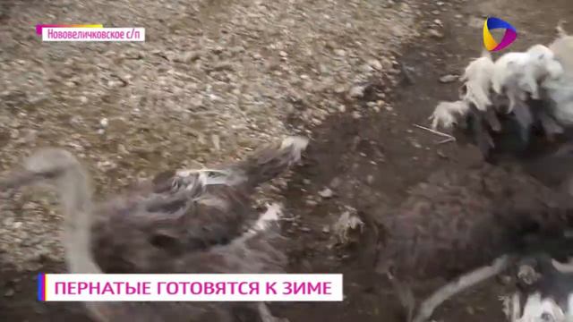 Пернатые готовятся к зиме смотреть онлайн