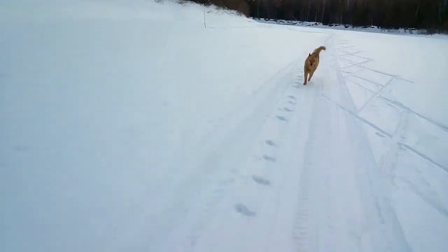 Наша карело-финская лайка на прогулке и дома. смотреть онлайн