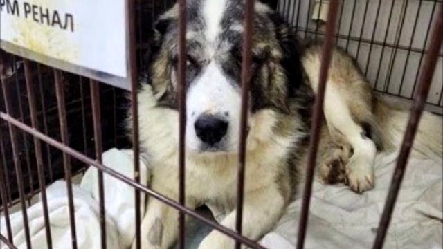 Пожилой пес грыз землю и камни, чтобы выжить! С ним поступили ужасно! смотреть онлайн