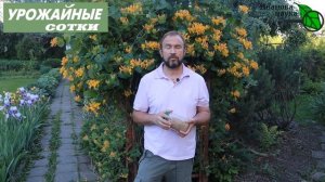 ДОМАШНЯЯ ТРИХОДЕРМА - мощное оружие в борьбе за урожай! Применение домашней триходермы.