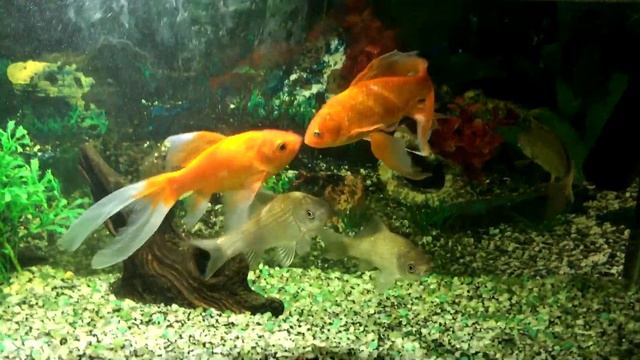 Караси в аквариуме. новый дом для карася. смотреть онлайн