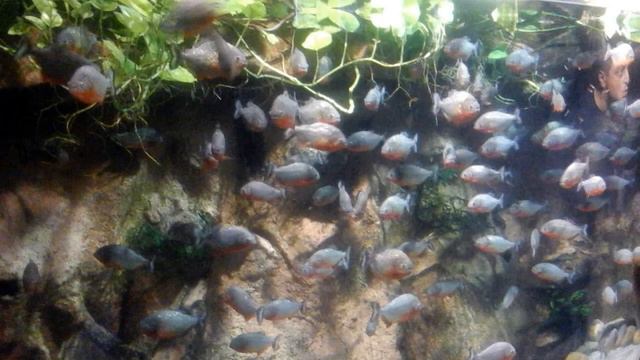 Oceanarium - Saint Petersburg, Russia смотреть онлайн