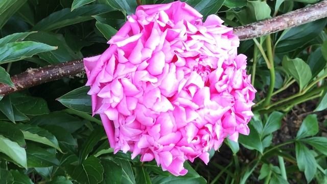 Pivoine de chine herbacée 'Paeonia lactiflora' 'Edulis Superba' Contre la pesanteur elle se bat смотреть онлайн