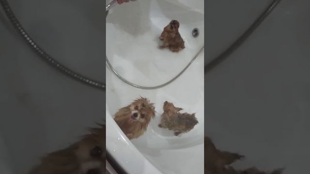 Как помыть щенка шпица смотреть онлайн