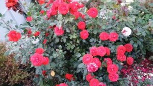 Роза флорибунда "Нина Вейбул".