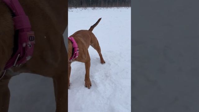 Как воспитать самую добрую собаку в мире ? смотреть онлайн