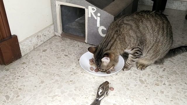 Сколько корма нужно давать коту за один раз смотреть онлайн