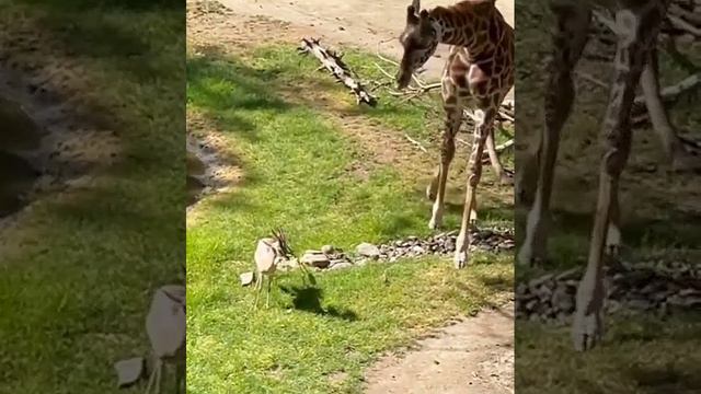 Жираф помог газели, сбросить ветку с рогов.