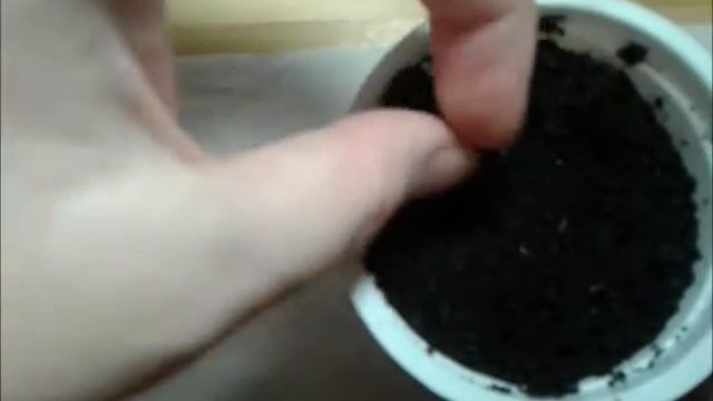 Айва из семечка в домашних условиях смотреть онлайн