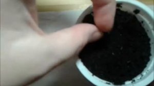 Айва из семечка в домашних условиях