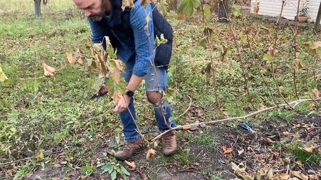 Осенняя обрезка столовых сортов винограда смотреть онлайн