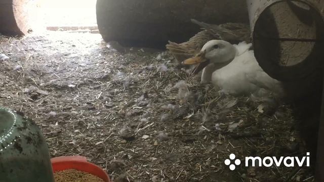 Новости с Хозяйства/ Гуси Линда, Индюки, Утки и другое смотреть онлайн