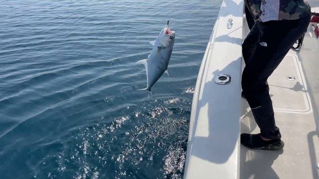 Акулы в Дубае, опасная рыбалка смотреть онлайн