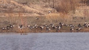 Белолобые гуси на весеннем пролете. Anser albifrons. Птицы Беларуси.