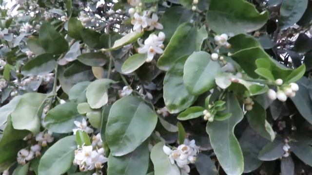 Цветение грейпфрута - 1 смотреть онлайн