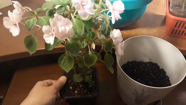 ОСЕННЯЯ ПЕРЕВАЛКА БАЛЬЗАМИНА?/ОСОБЕННОСТИ ЗИМОВКИ/УХОД И ОБРАБОТКИ смотреть онлайн
