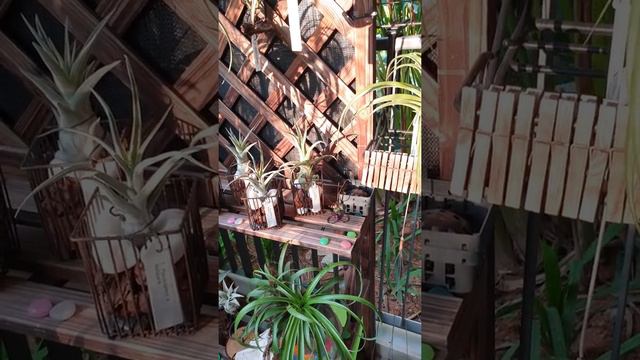 Airplant (Tillandsia) Garden (21 October 2018)