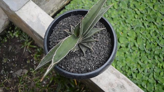 [BEAUTIFUL] Tanaman Hias Sansevieria Samurai Dwarf смотреть онлайн
