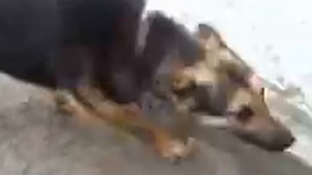 Пес і Галоша смотреть онлайн
