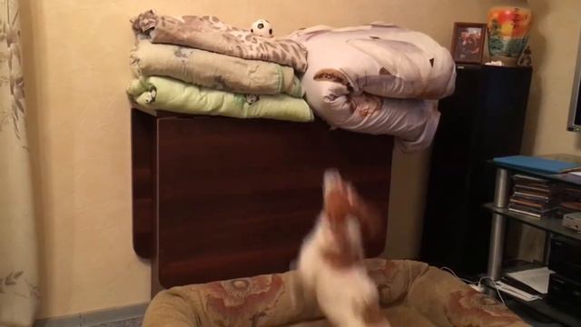 Jack Russell jumping for the ball/Джек рассел прыгает за мячиком смотреть онлайн