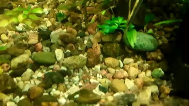 Цихлида попугай Pelvicachromis pulcher смотреть онлайн