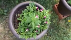 ? Какой объём грунта нужен петунии? Как выбрать подходящий горшок?