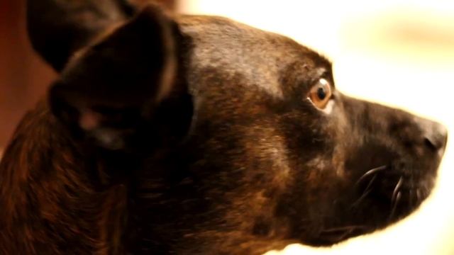 Canon 650D Video test + Canon Lens EF 50mm 1:1.8 II смотреть онлайн