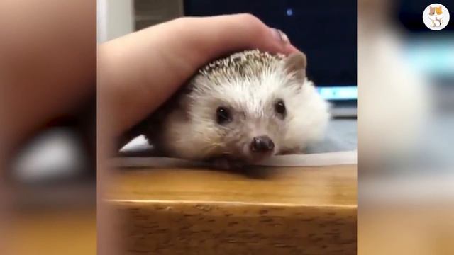 Hedgehogs - 10 Cute Facts About The Hedgehog