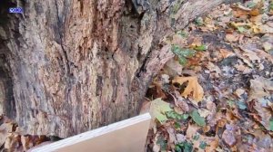 Hatsan 125 TH Vortex, первое впечатление. Самая мощная пневматическая винтовка?