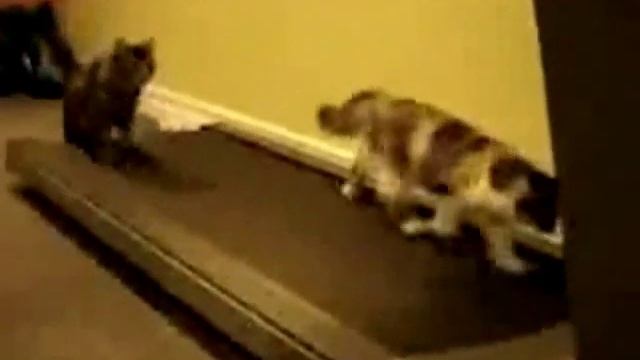Кошки на беговой дорожке смотреть онлайн