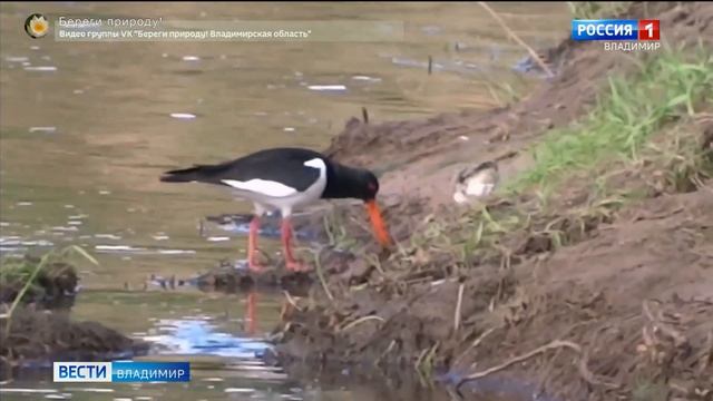 Кадры из мира природы Владимирской области: в объектив владимирцев попал кулик-сорока с птенцом смотреть онлайн