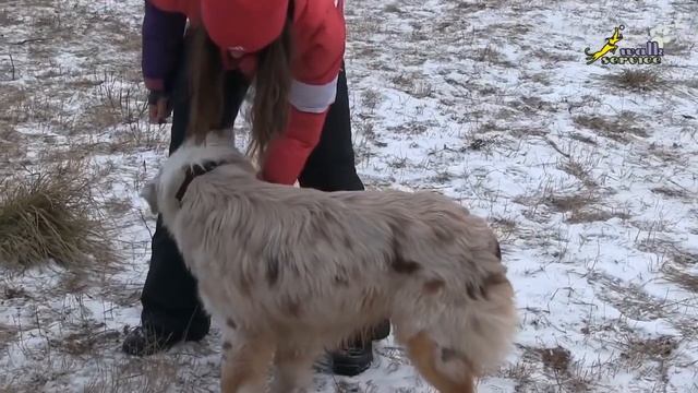 Обучение команде "Рядом!" Использование простых трюков смотреть онлайн